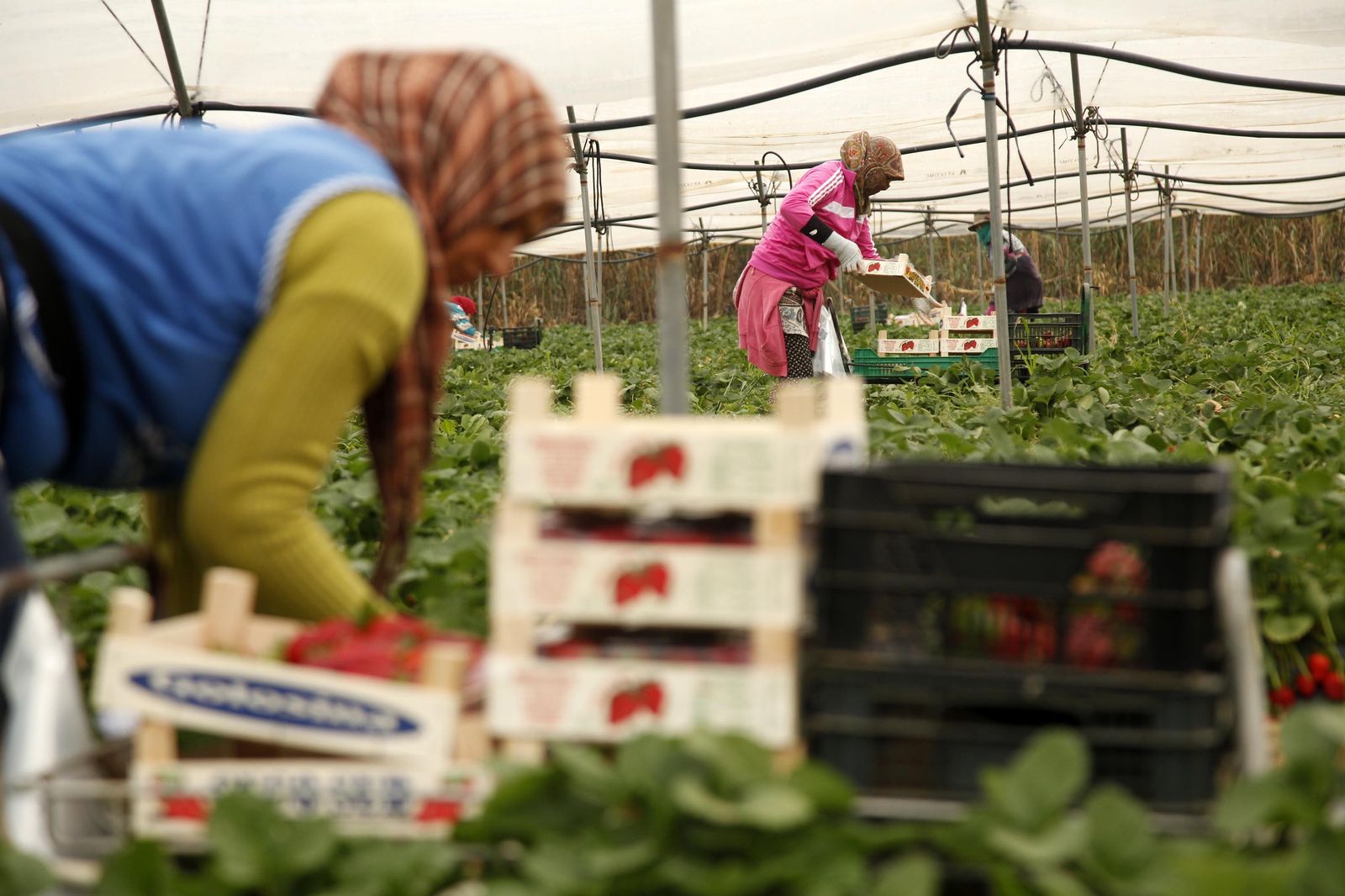 Temporeras de Marruecos, en plena labor de recolección de la fresa en Huelva.