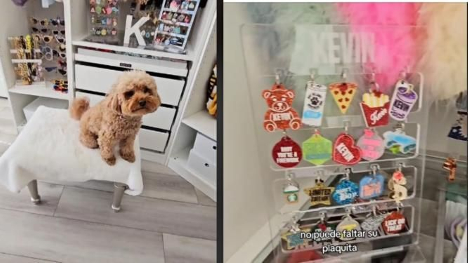 Kevin, el caniche con más accesorios en el armario que trinfa en Tik Tok tiene más