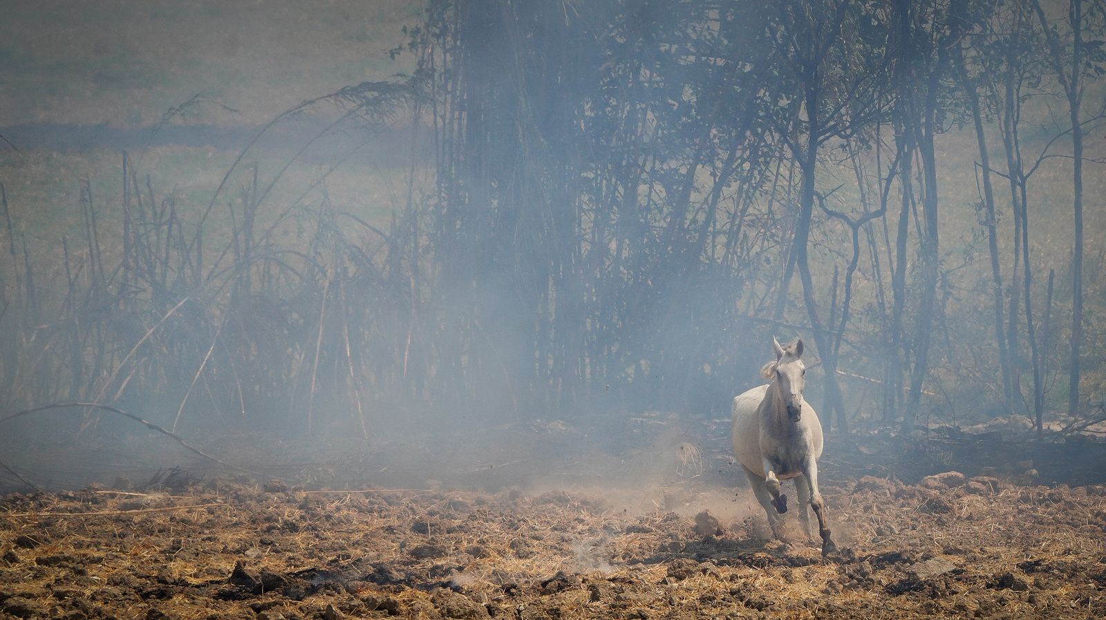 Muere un caballo después de que la manada fuese liberada