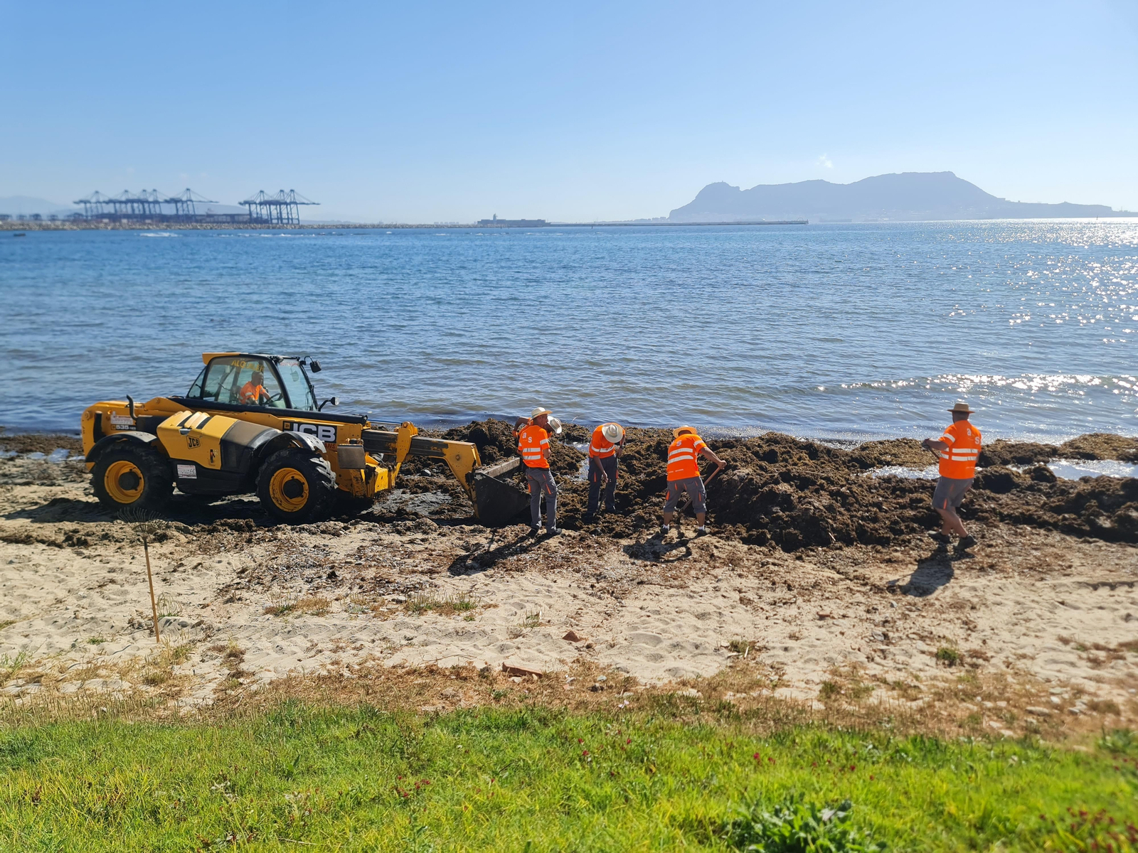 Trabajos de retirada del alga invasora en la playa de  El Chinarral (Algeciras).