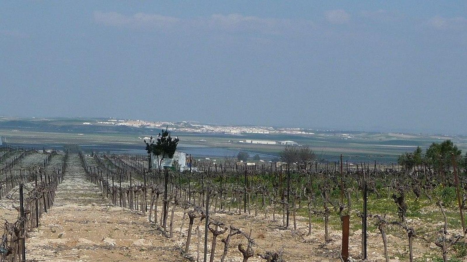 Viñas de Trebujena y Lebrija al fondo.