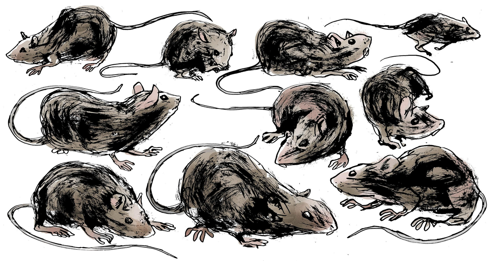 Ratas en Málaga: Malditos roedores