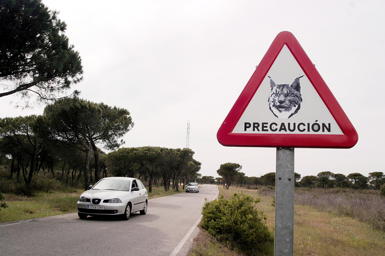 Una señal rudimentaria avisa de linces en una carretera andaluza.