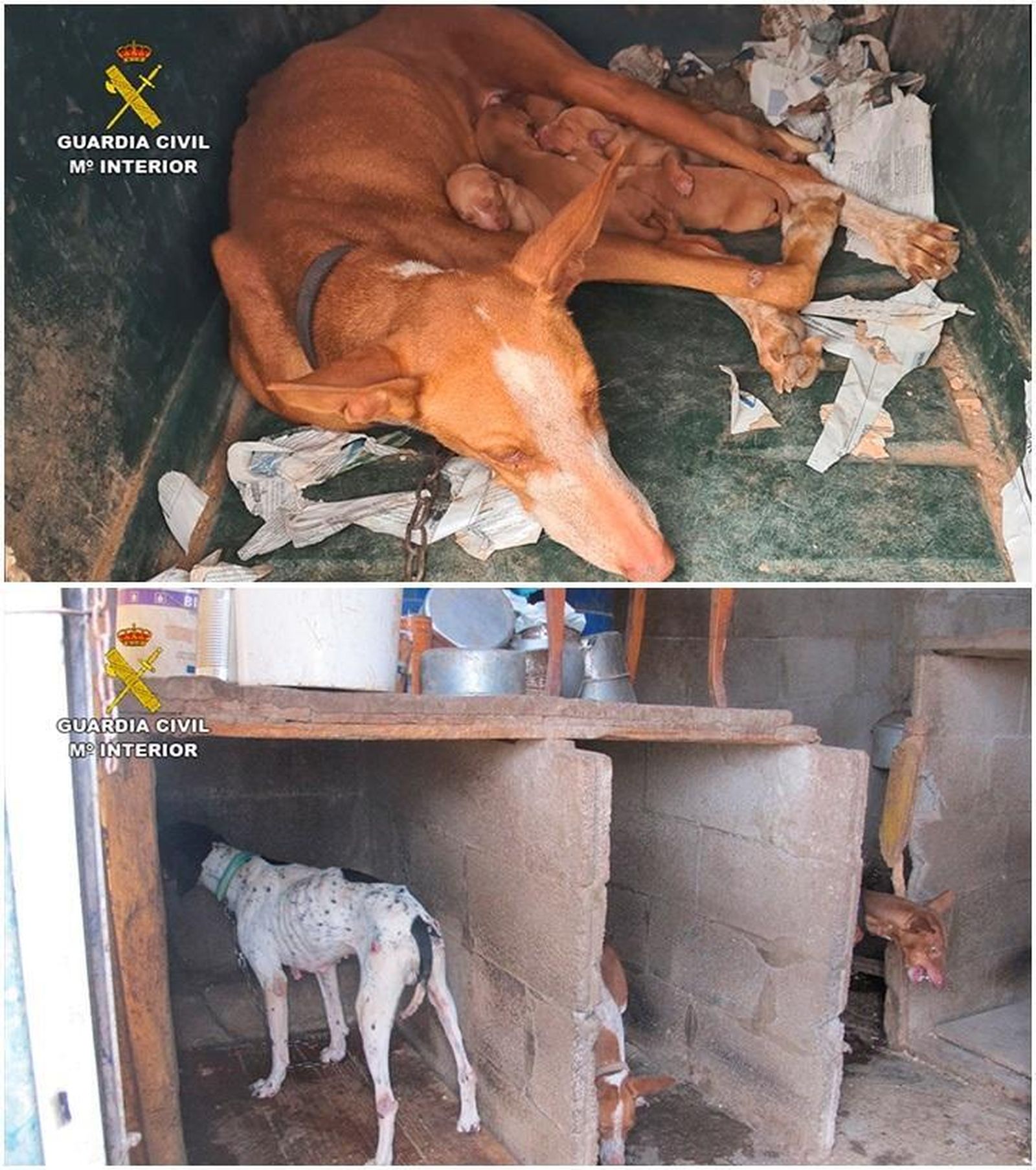 Detenido por tener a más de 40 perros encerrados "en un estado lamentable"