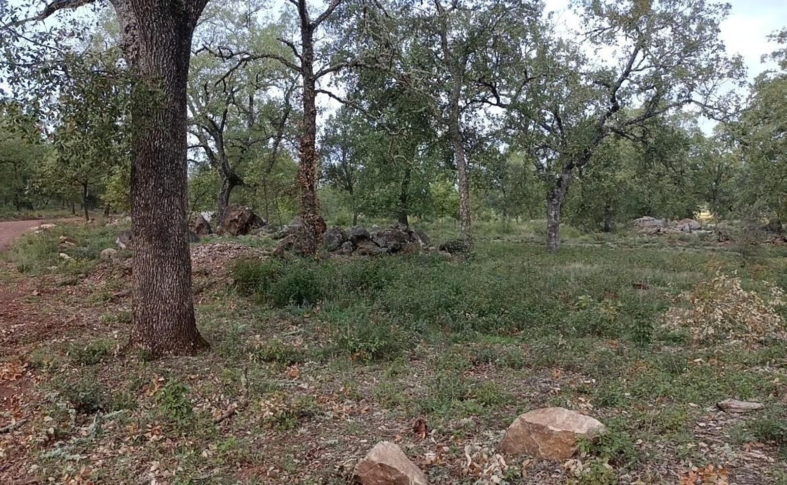 El Rebollar de San Nicolás del Puerto.