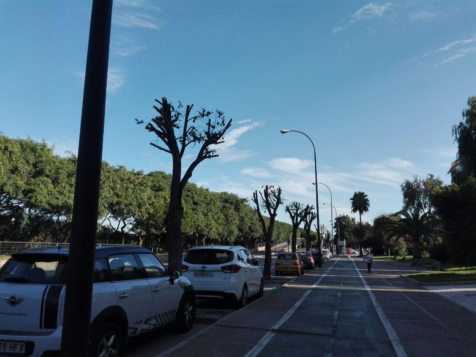 Árboles en Pery Junquera.