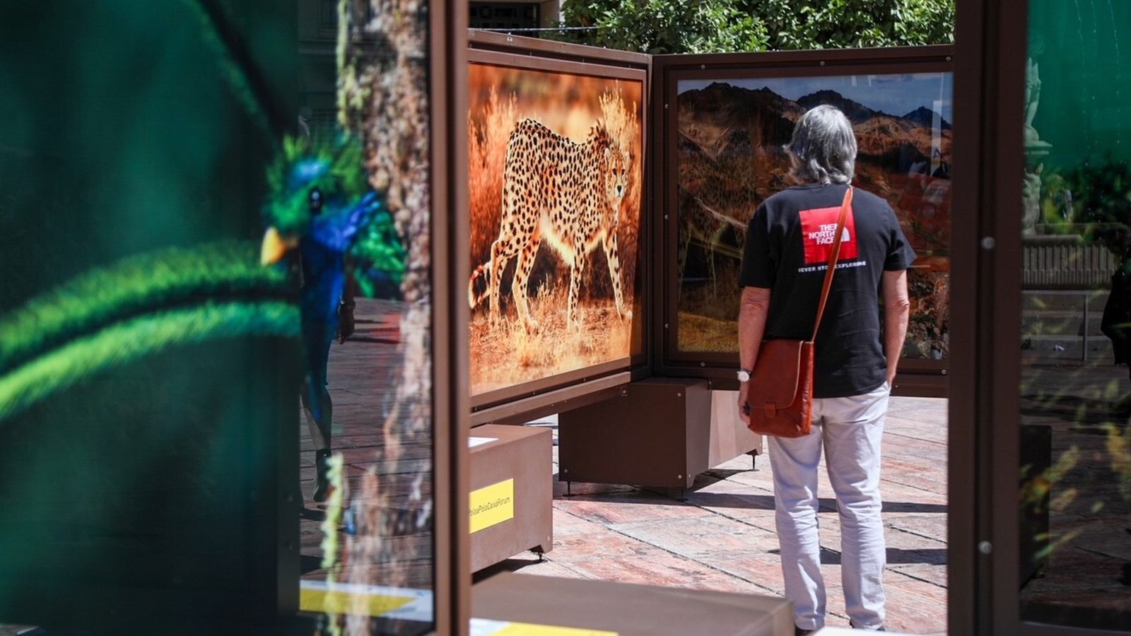 Un espectador observa a los animales retratados.