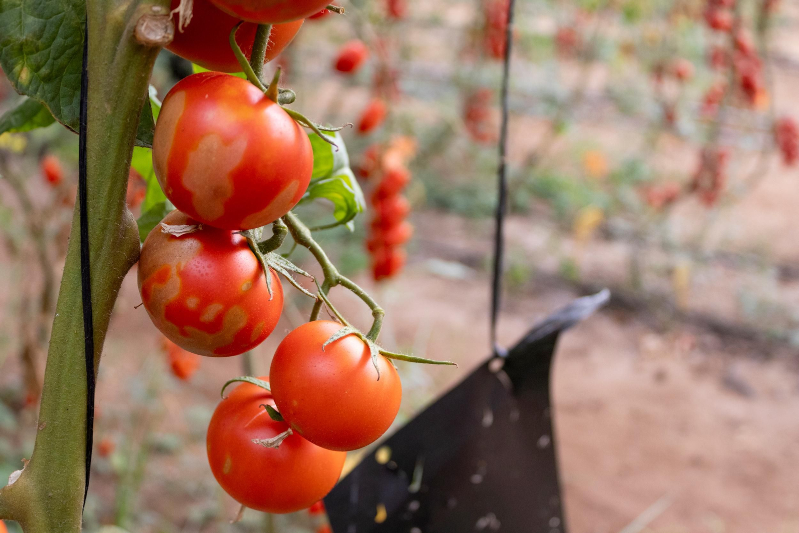 Rugoso en Tomate CapGen Seeds.