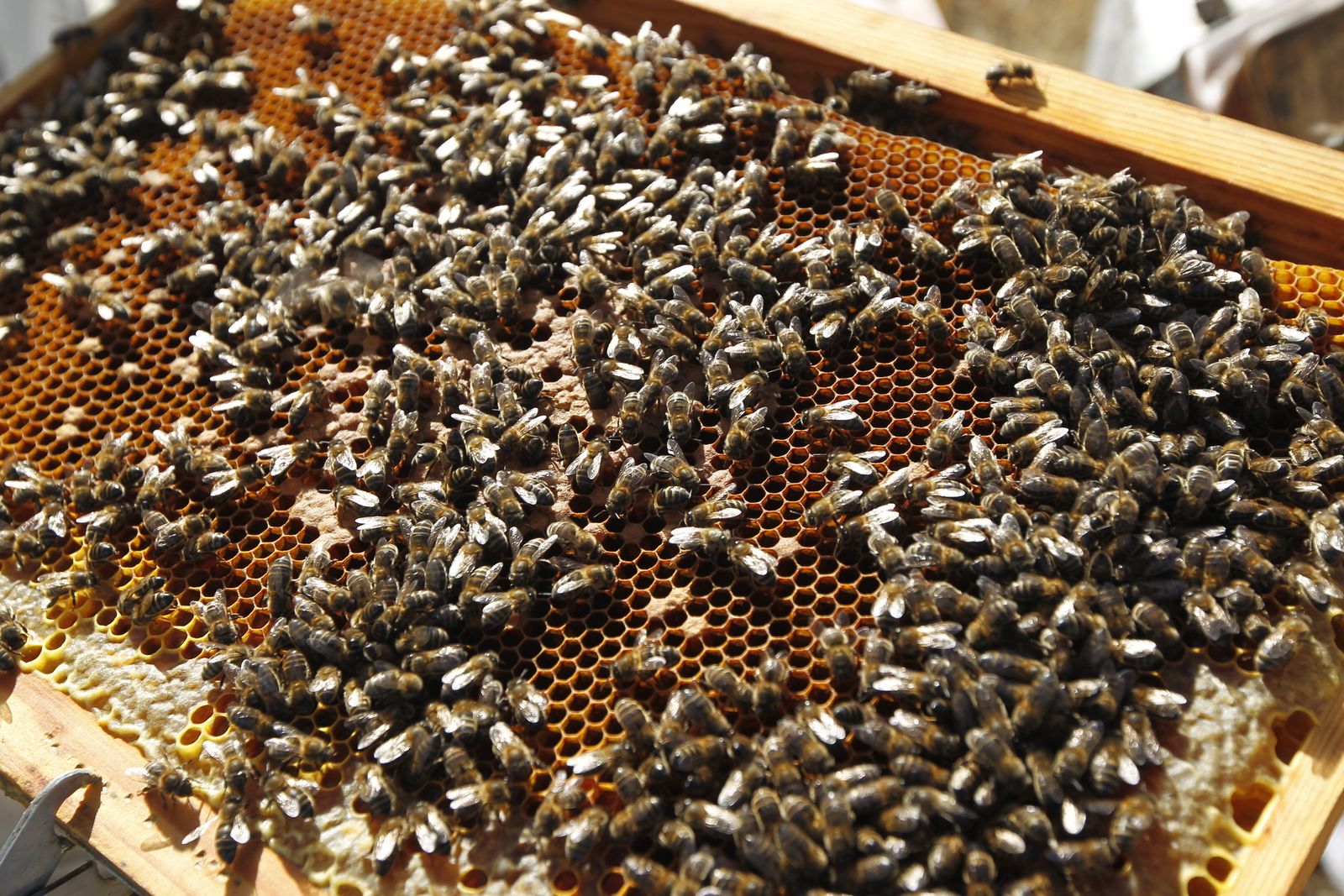 Imagen de archivo de un enjambre de abejas.