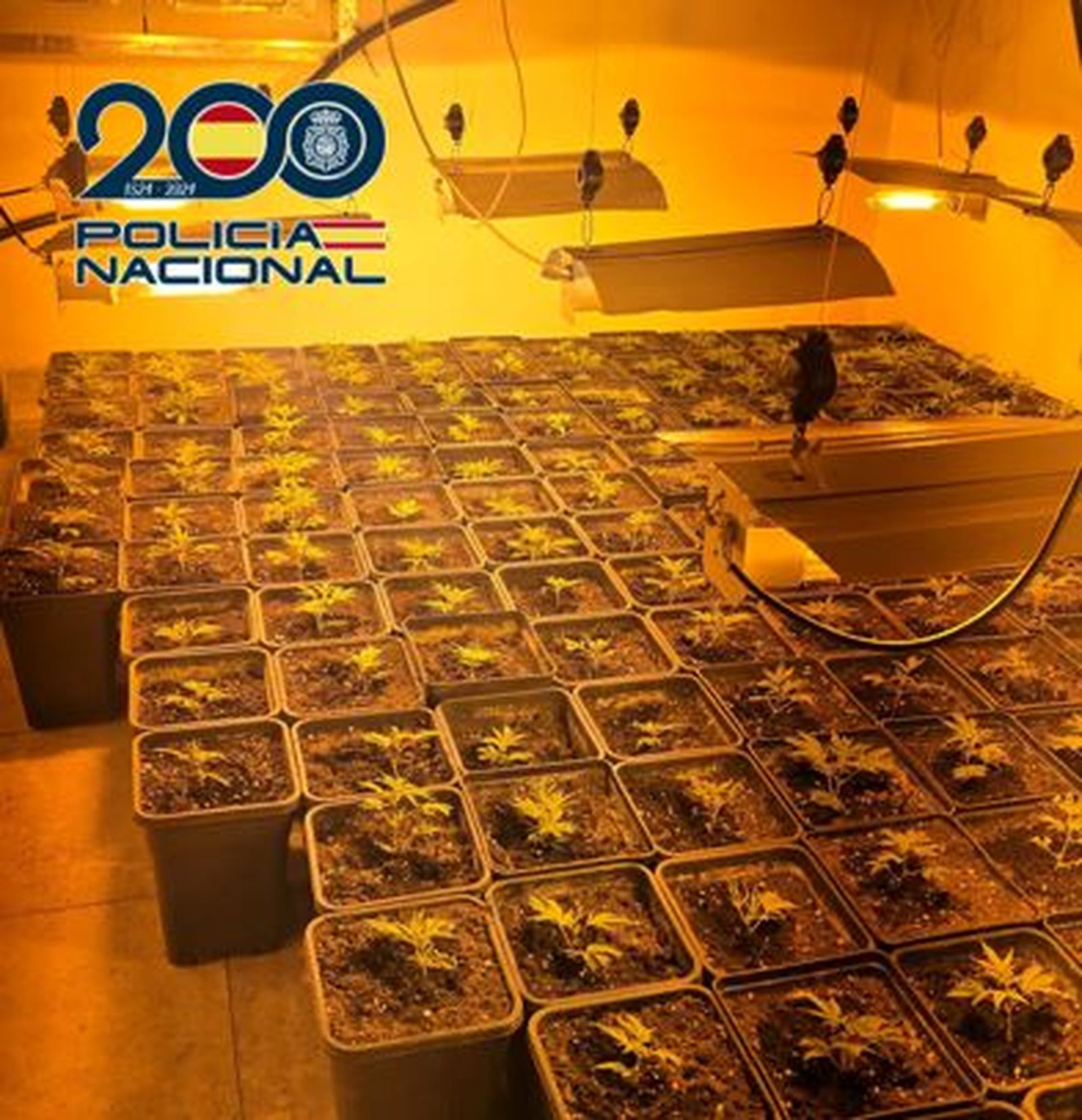 Plantas localizadas en los registros policiales.