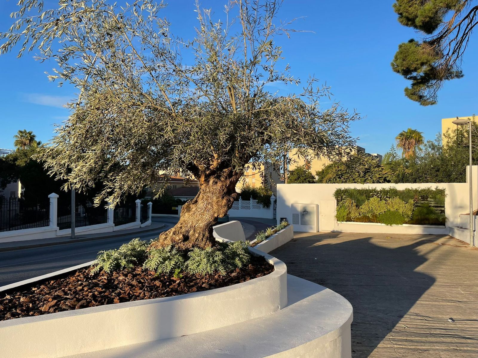 La cuesta de El Picacho de Sanlúcar estrena una zona de xerojardinería.