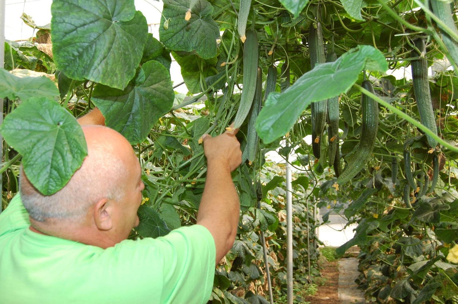 Imagen de recurso de un productor de pepino ecológico  muestra su producción en el invernadero.