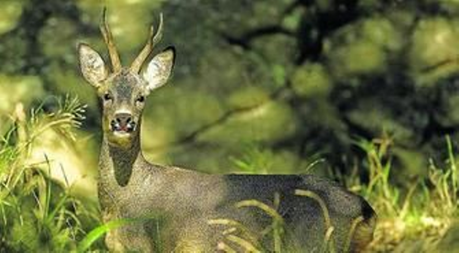 Un ejemplar de corzo, la especie emblemática del parque natural.