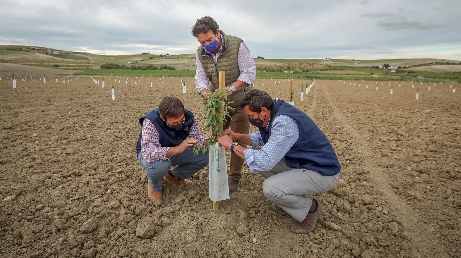 Almendros y olivos en plena campiña jerezana