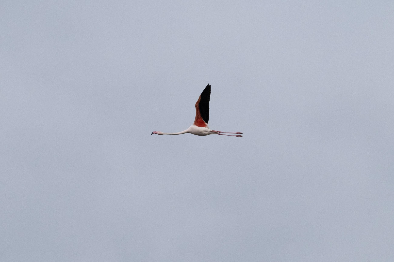 Laguna de Fuente de Piedra tras las lluvias, en fotos