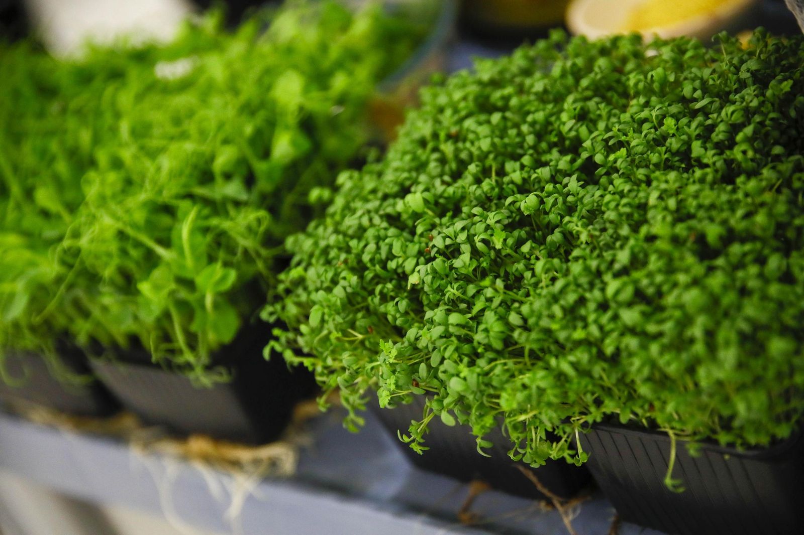 Imágenes del último día del Congreso Internacional Vestial 2025 en el Palacio del Toyo