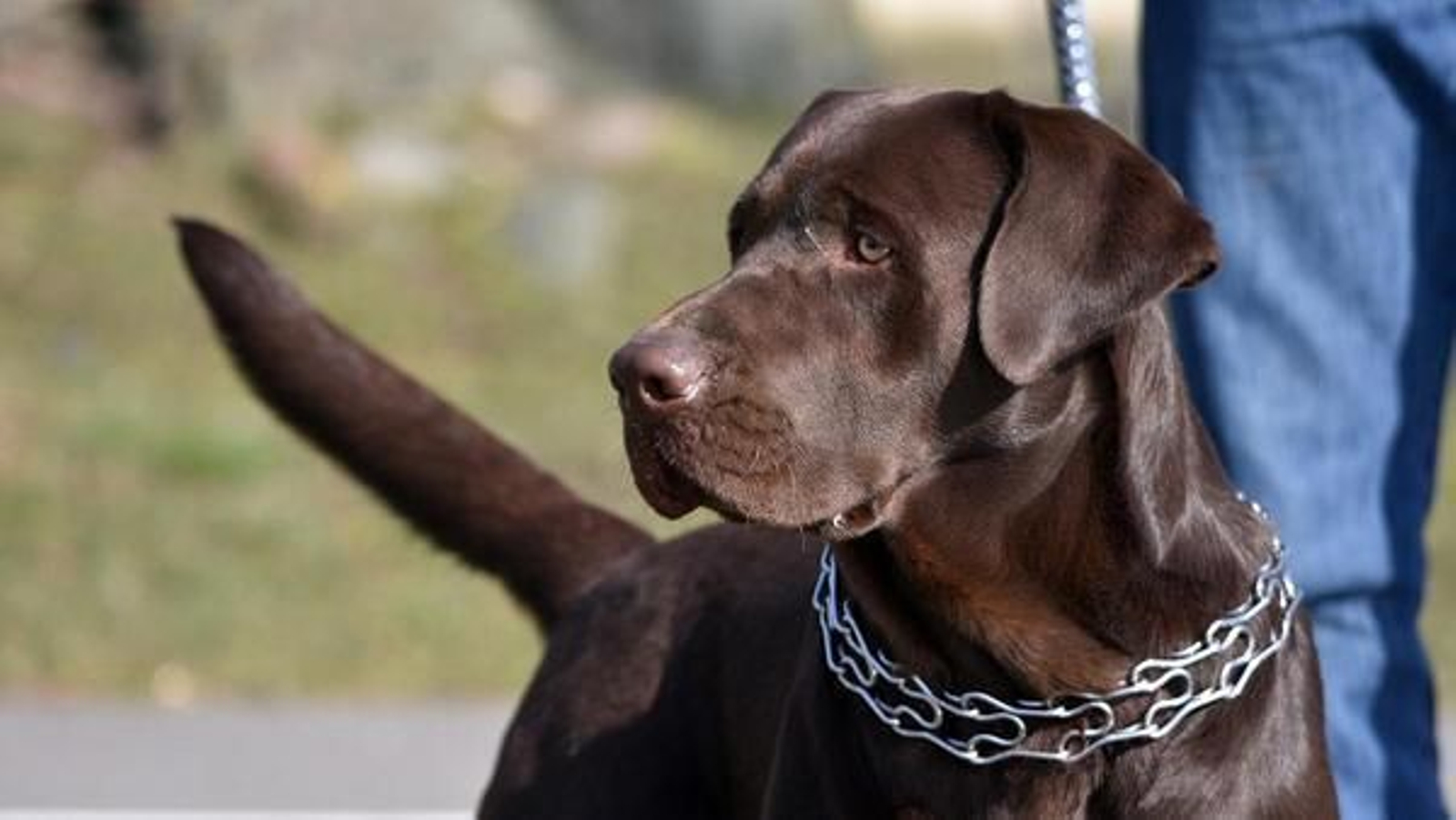 La Ley de Bienestar Animal prohibirá estos collares para perros