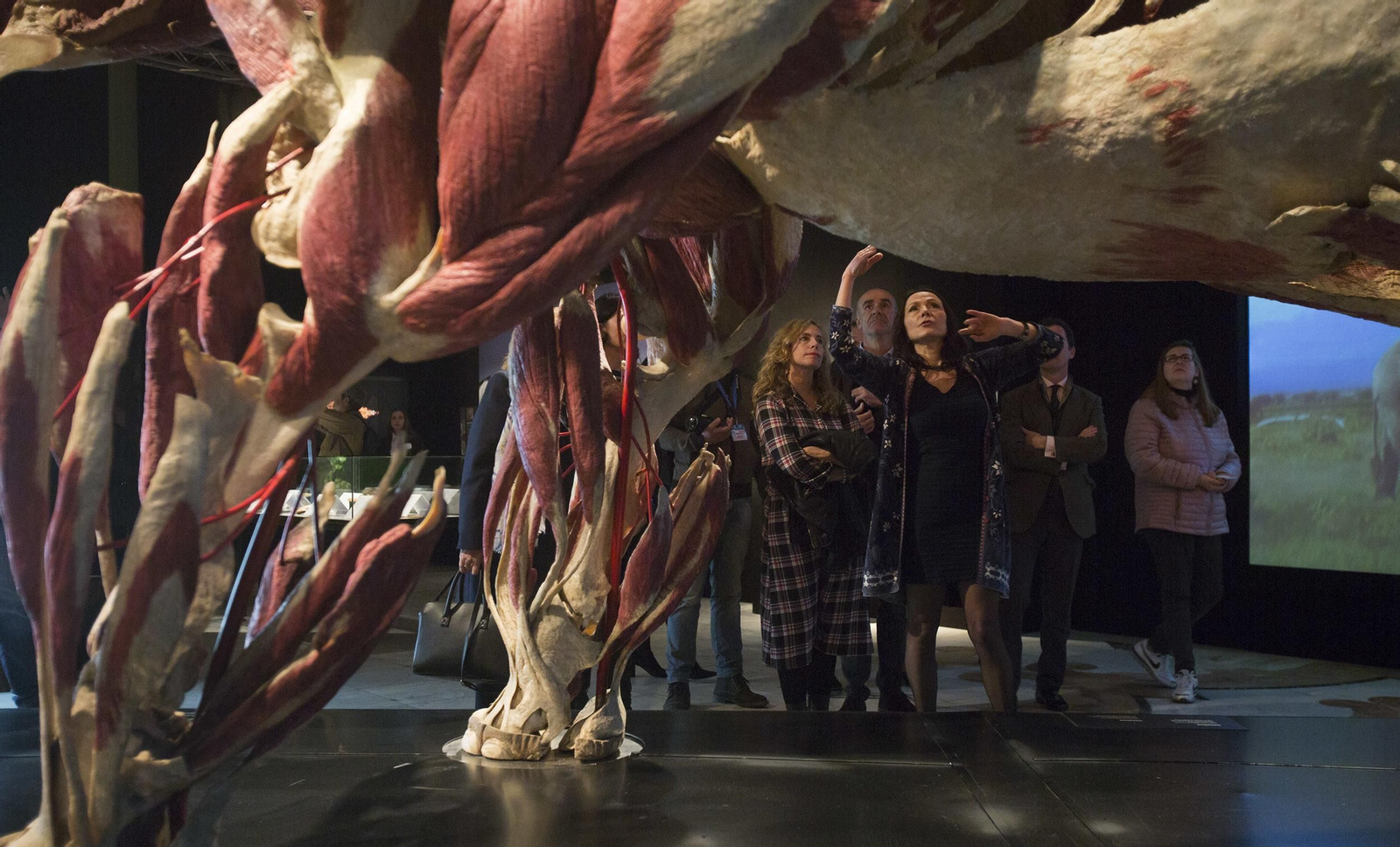 La exposición 'Animal Inside Out', en Sevilla