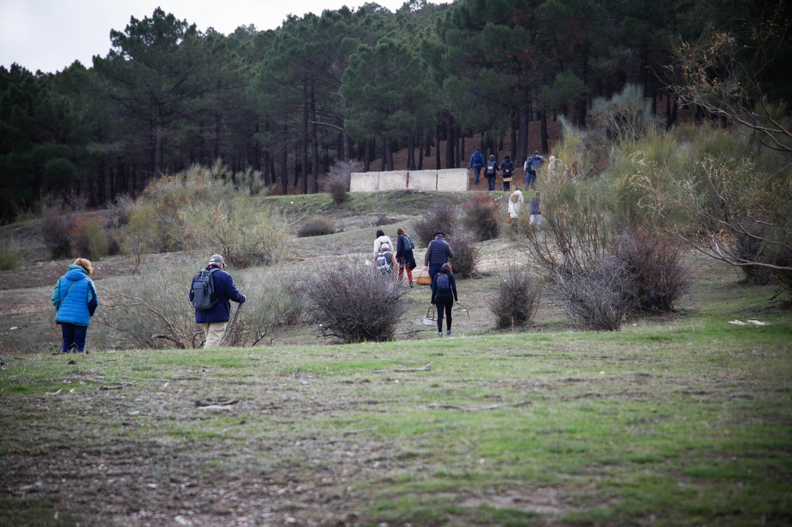 La ruta recolectora de setas en Abla por las XIX Jornadas Micológicas, en imágenes