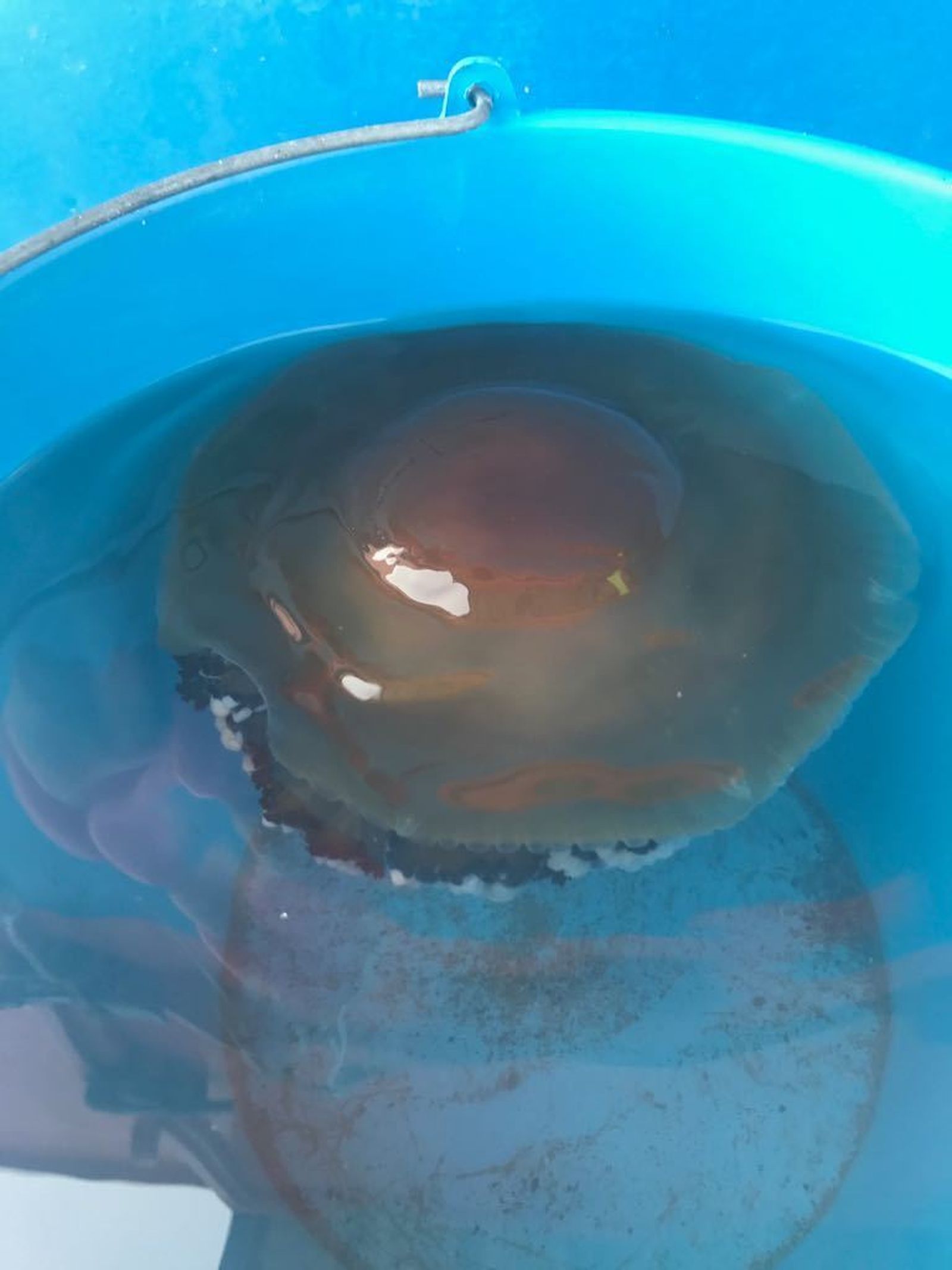 Medusas 'huevo frito' recogidas por bañistas a lo largo de la costa de Málaga.