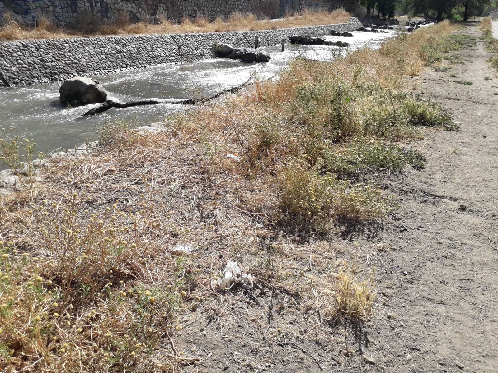 La ribera del Genil por la Fuente de la Bicha en Granada: sucia, llena de bolsas de excrementos de animales y sin desbrozar