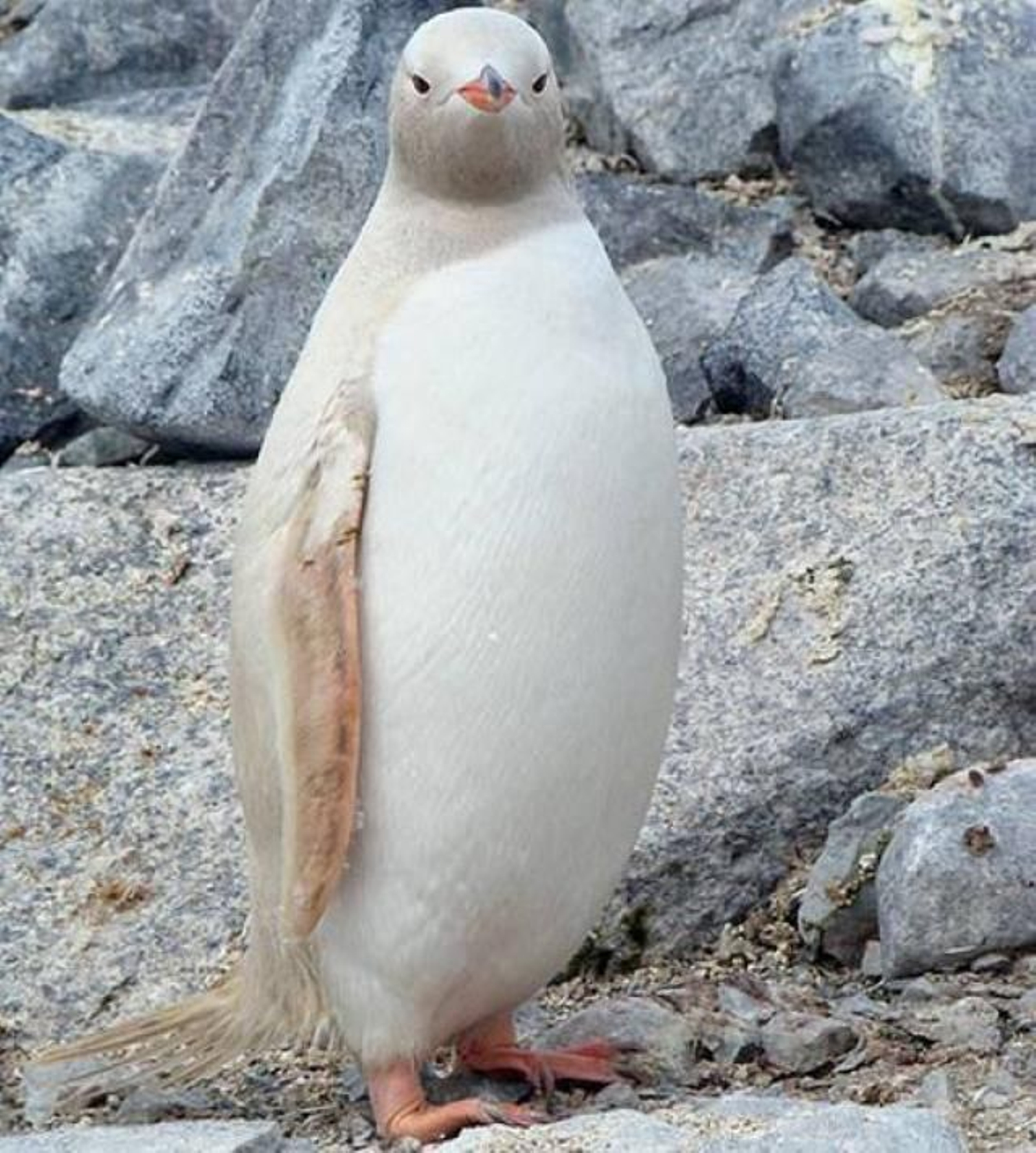 pinguino albino