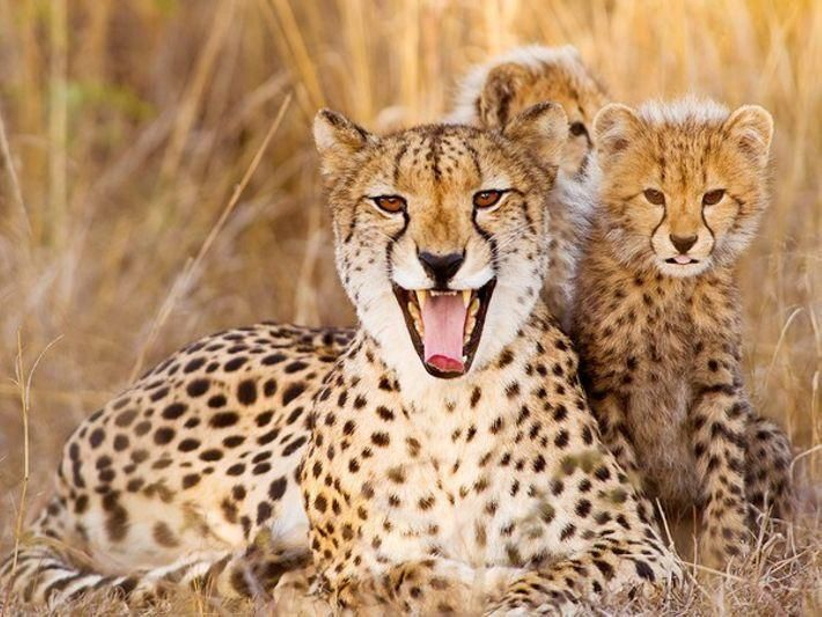 Muere el séptimo de los 20 guepardos introducidos en la India para recuperar la especie