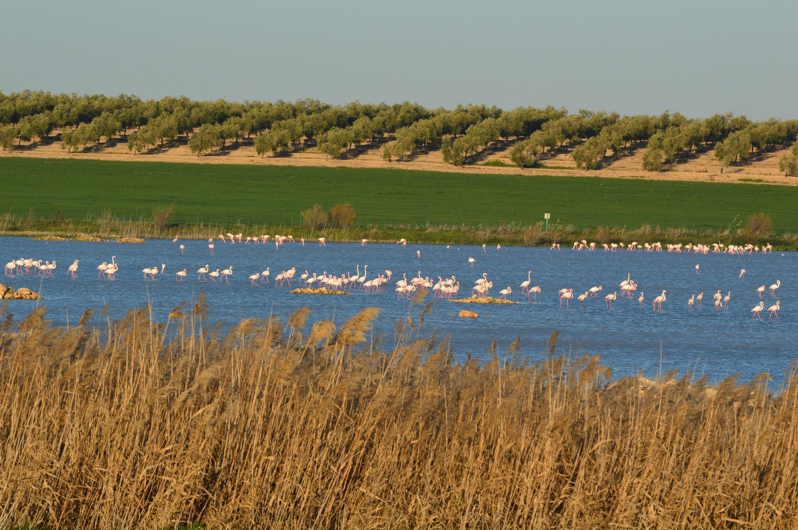 Flamencos en la Laguna Ballestera en Osuna