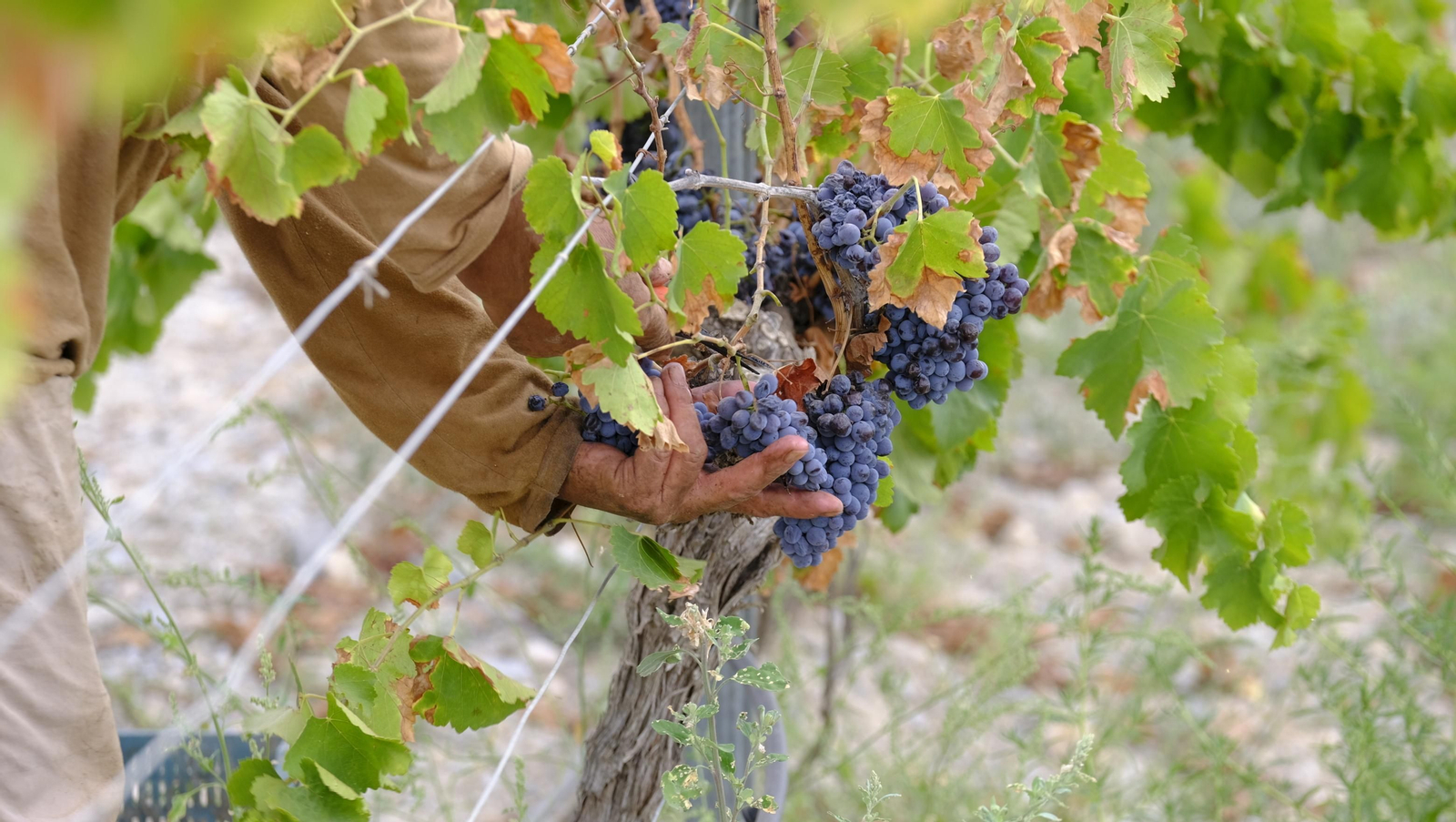 Llega la vendimia a las Bodegas Perfer, en Uleila del Campo