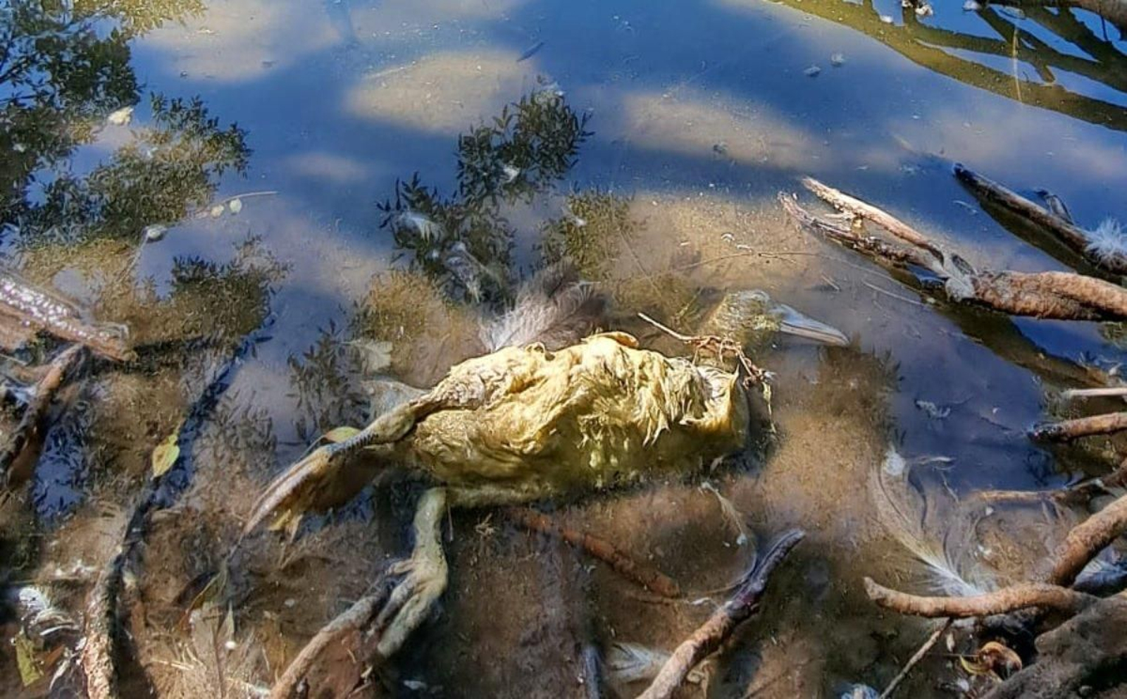 Aves muertas en Sevilla: un centenar halladas en tres parques