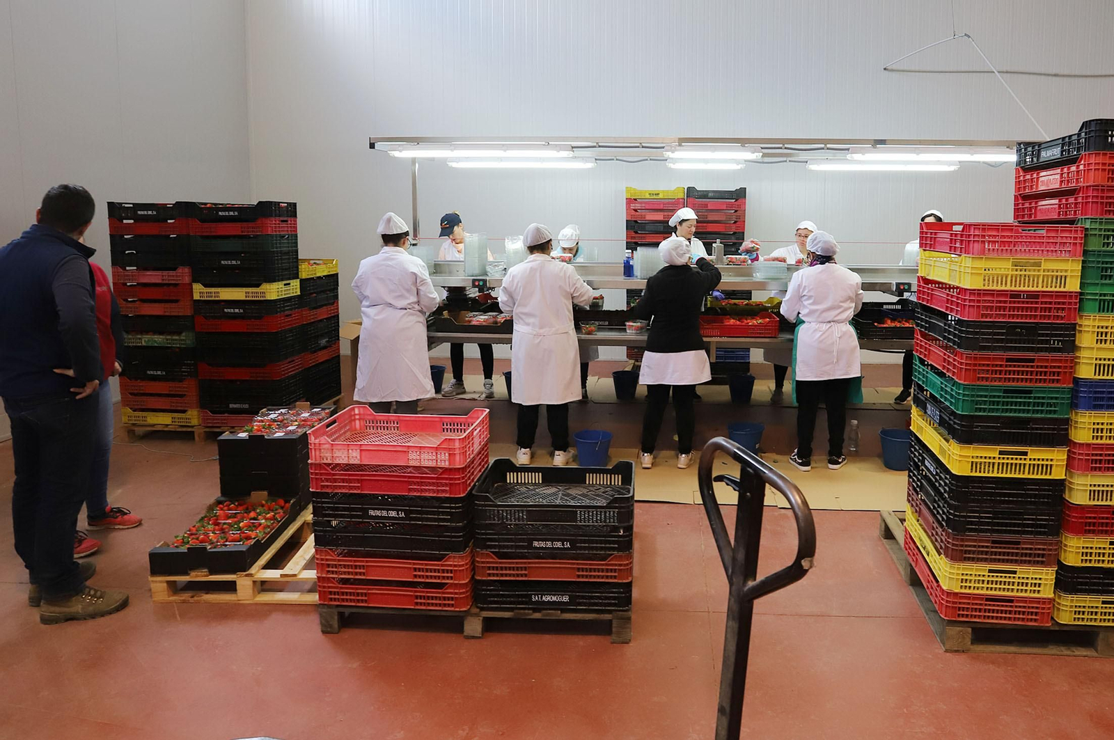 Las fresas son el cuarto producto andaluz vendido en el exterior por detrás de pimientos, tomates y pepinos.