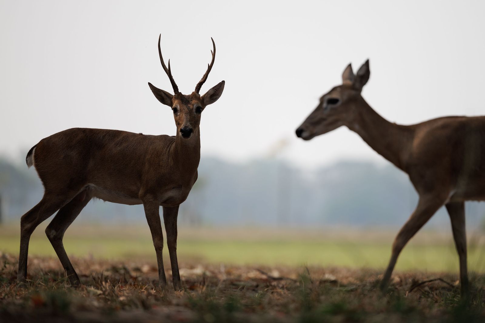 Las llamas convierten en una tumba al aire libre El Pantanal en Brasil