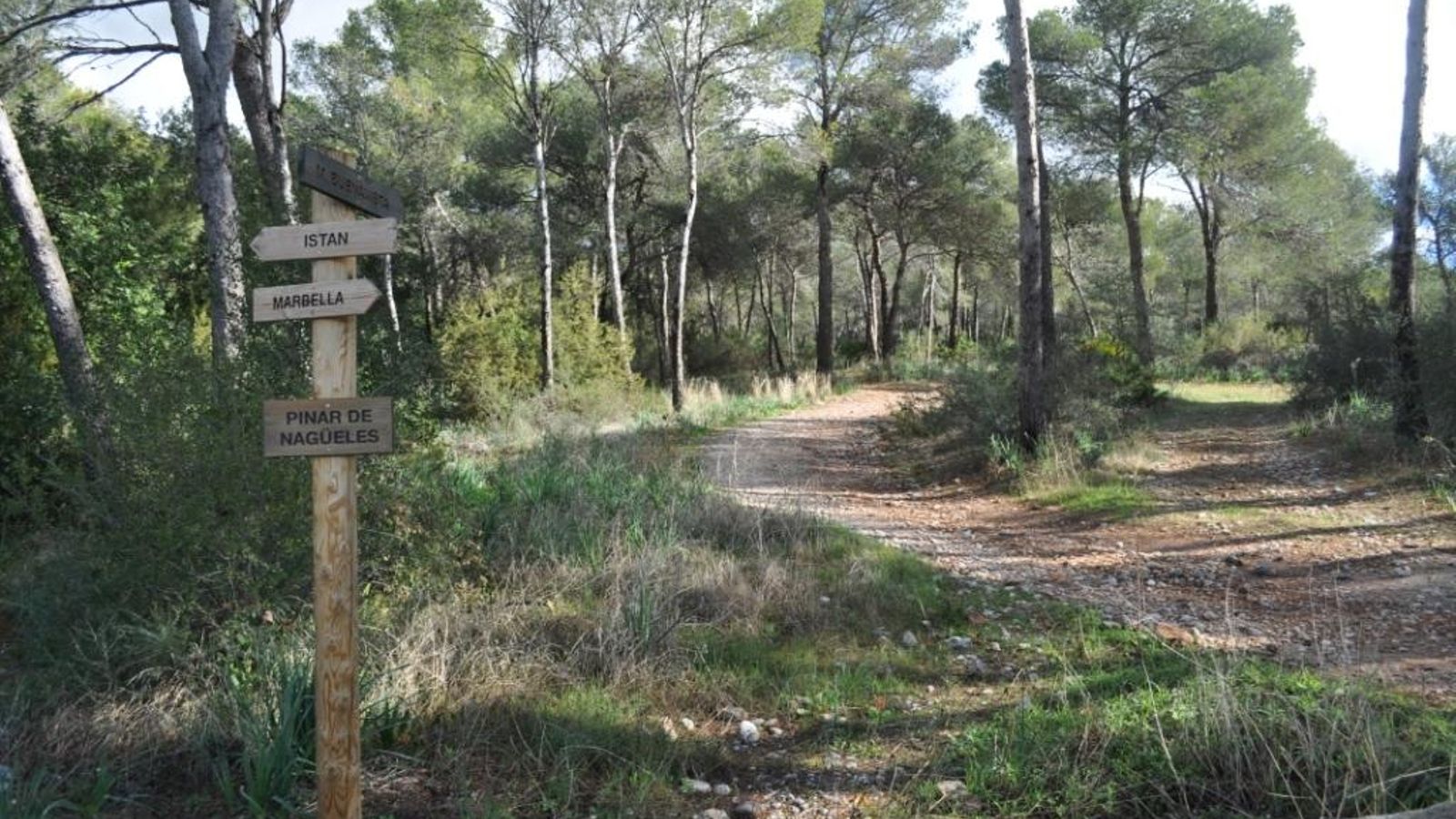 El pinar de Nagüeles es una de las primeras zonas que disfrutaremos. El pinar de Nagüeles es una de las primeras zonas que disfrutaremos.