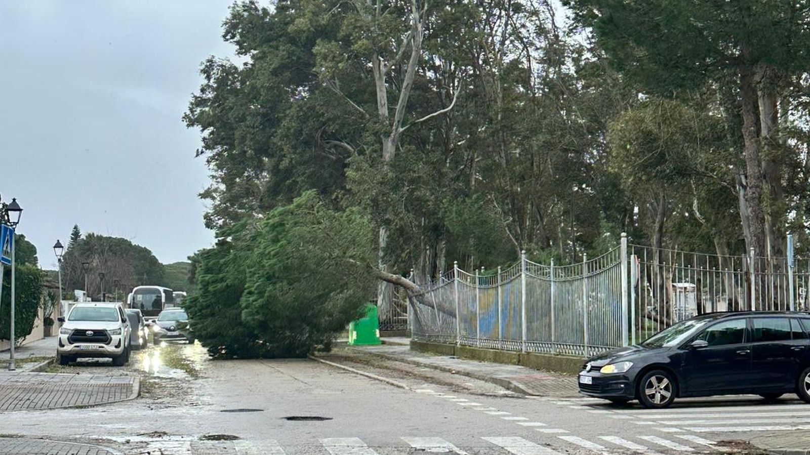 Un árbol de gran porte caído sobre la calzada junto al Parque de La Paz, en Valdelagrana.