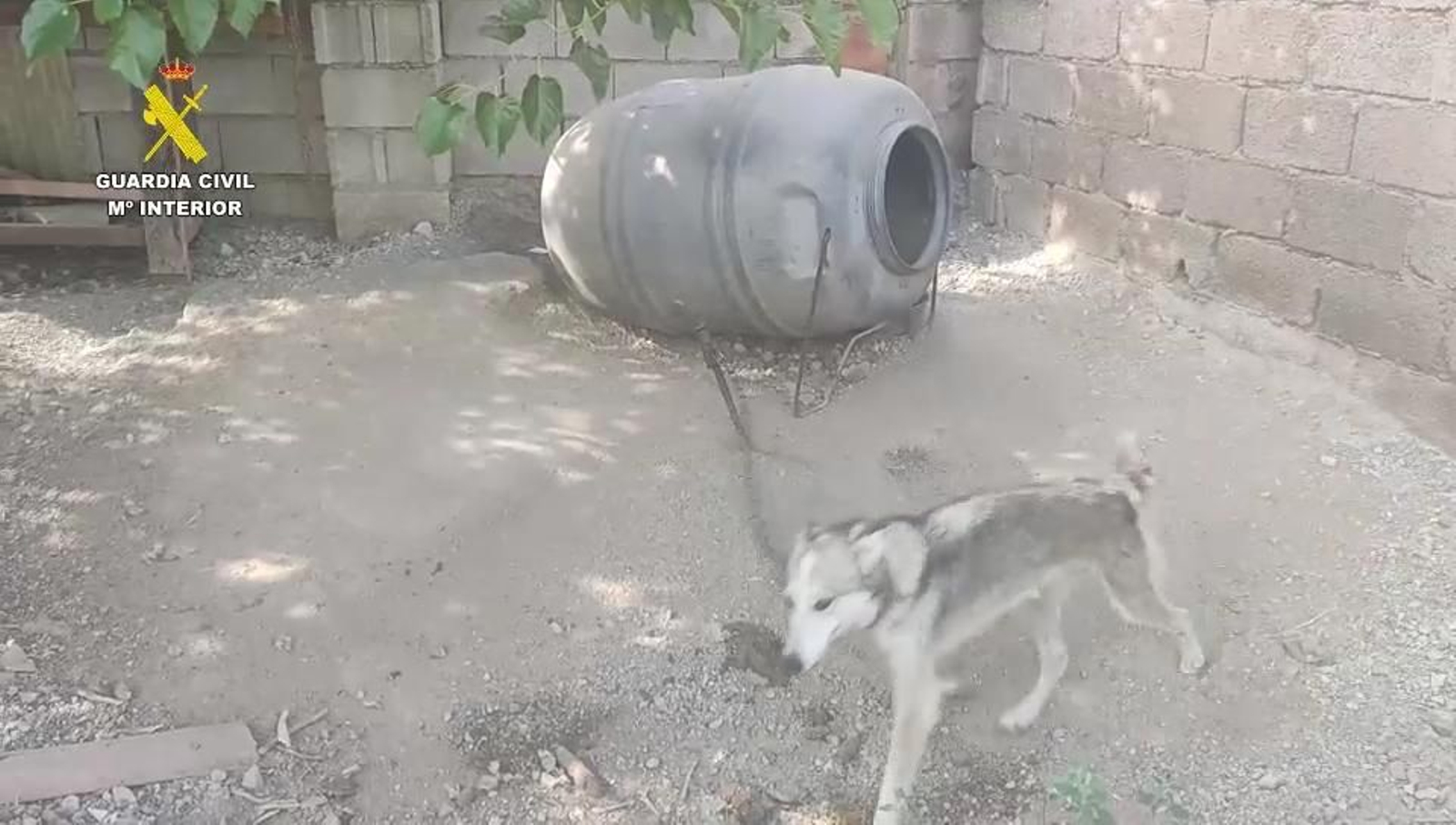 Imagen del estado en el que se encontraban los animales cuando fueron rescatados por la Guardia Civil