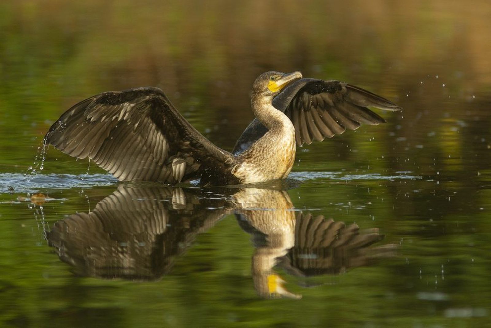 Un cormorán se sacude el agua en un río