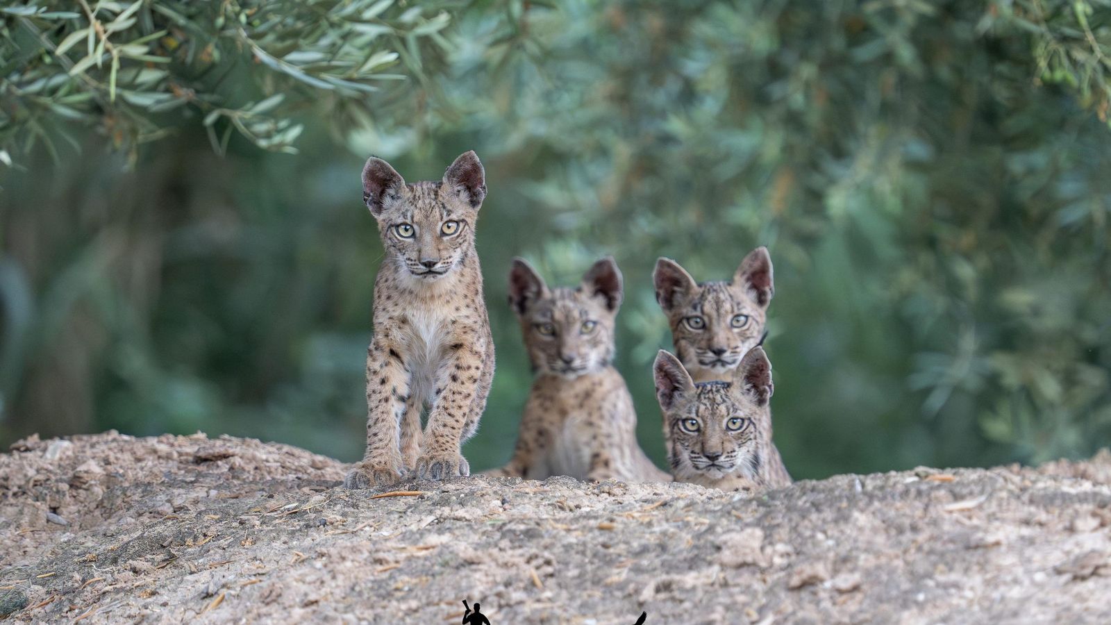 Imagen de archivo de linces ibéricos en Jaén.