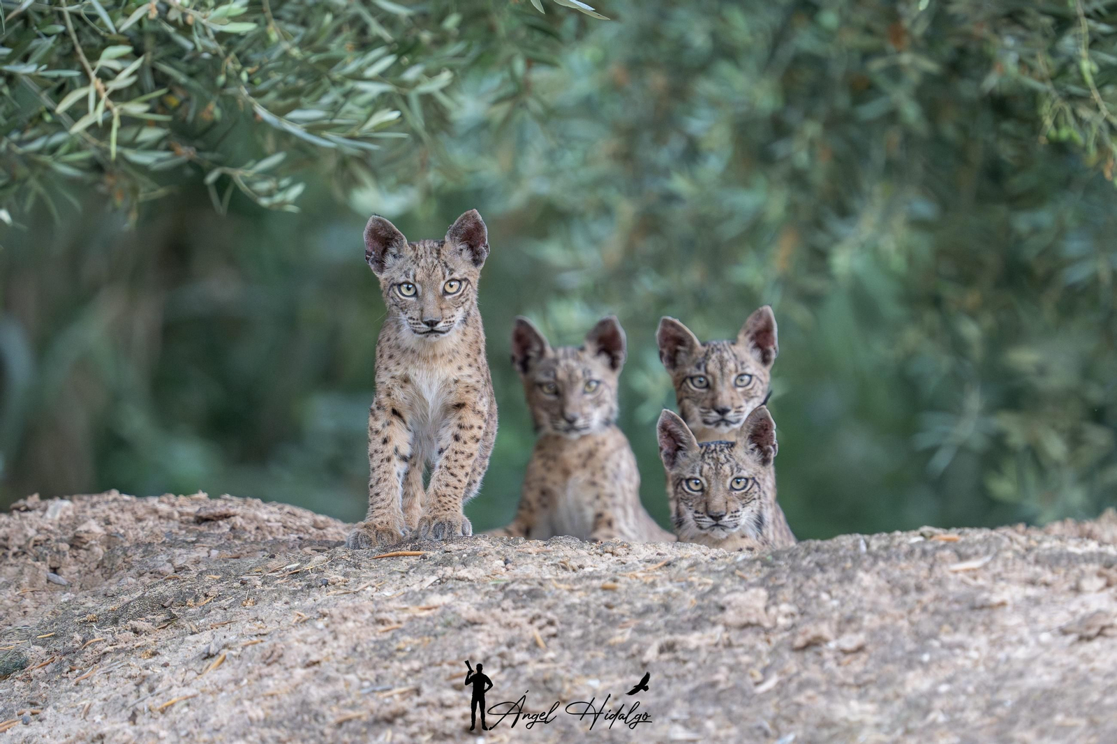 Ángel Hidalgo, el fotógrafo que inmortalizó al lince blanco Satureja: