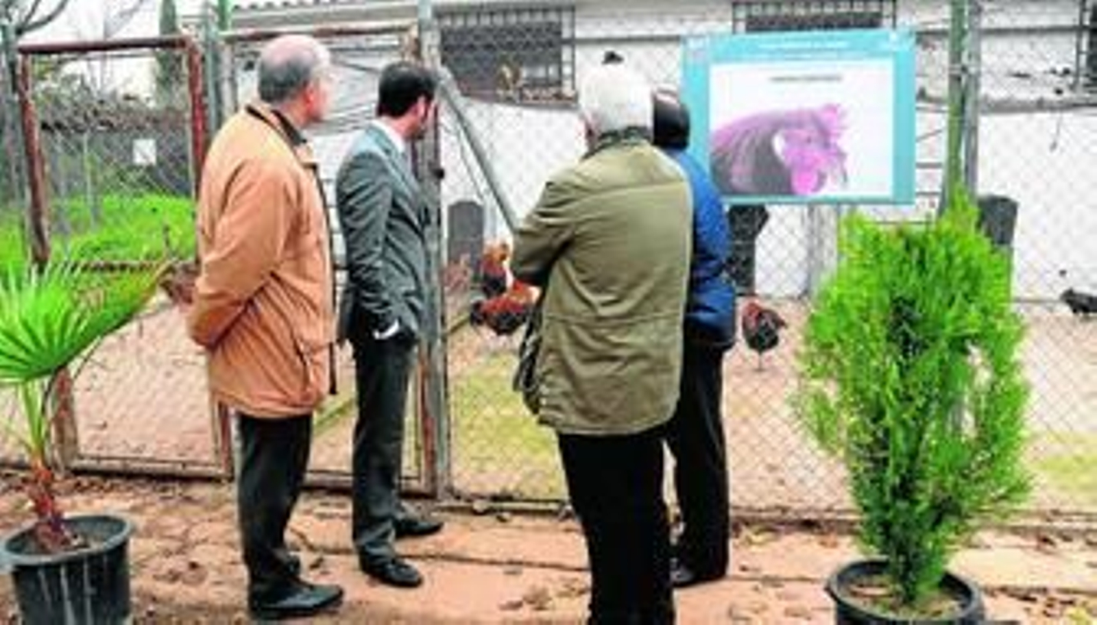Asistentes a Avicor observan una jaula con ejemplares de capón cordobés.