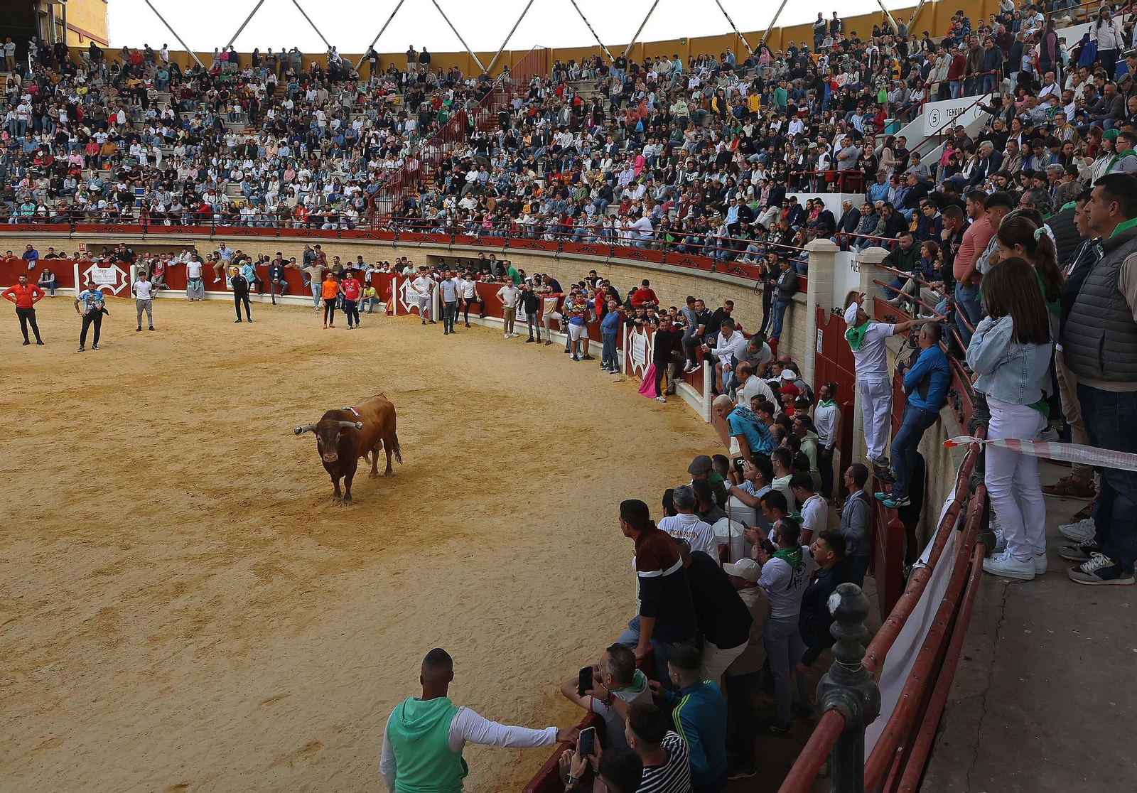 Las mejores fotos del Toro Embolao de Los Barrios 2024