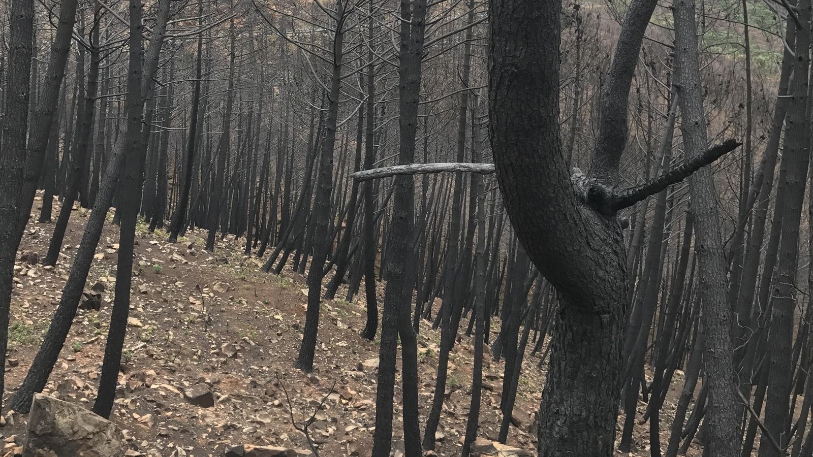 Incendio Sierra Bermeja