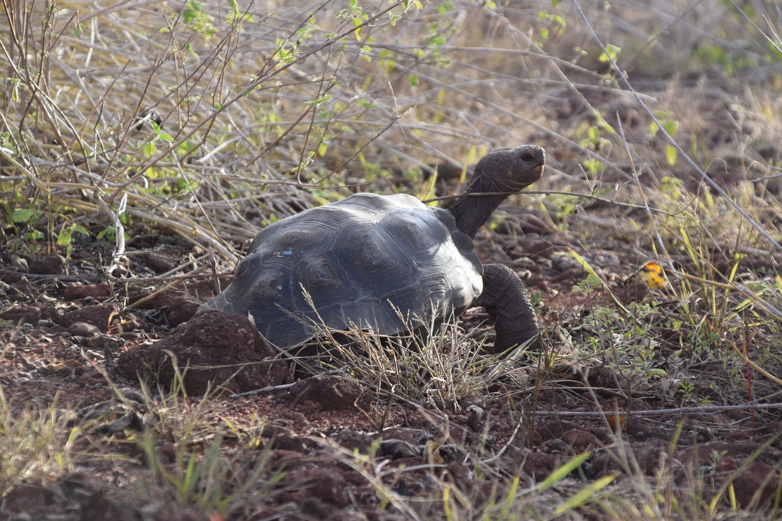 Las fotografías de Bárbara Sellés en una isla desierta para estudiar tortugas Las fotografías de Bárbara Sellés en una isla desierta para estudiar tortugas