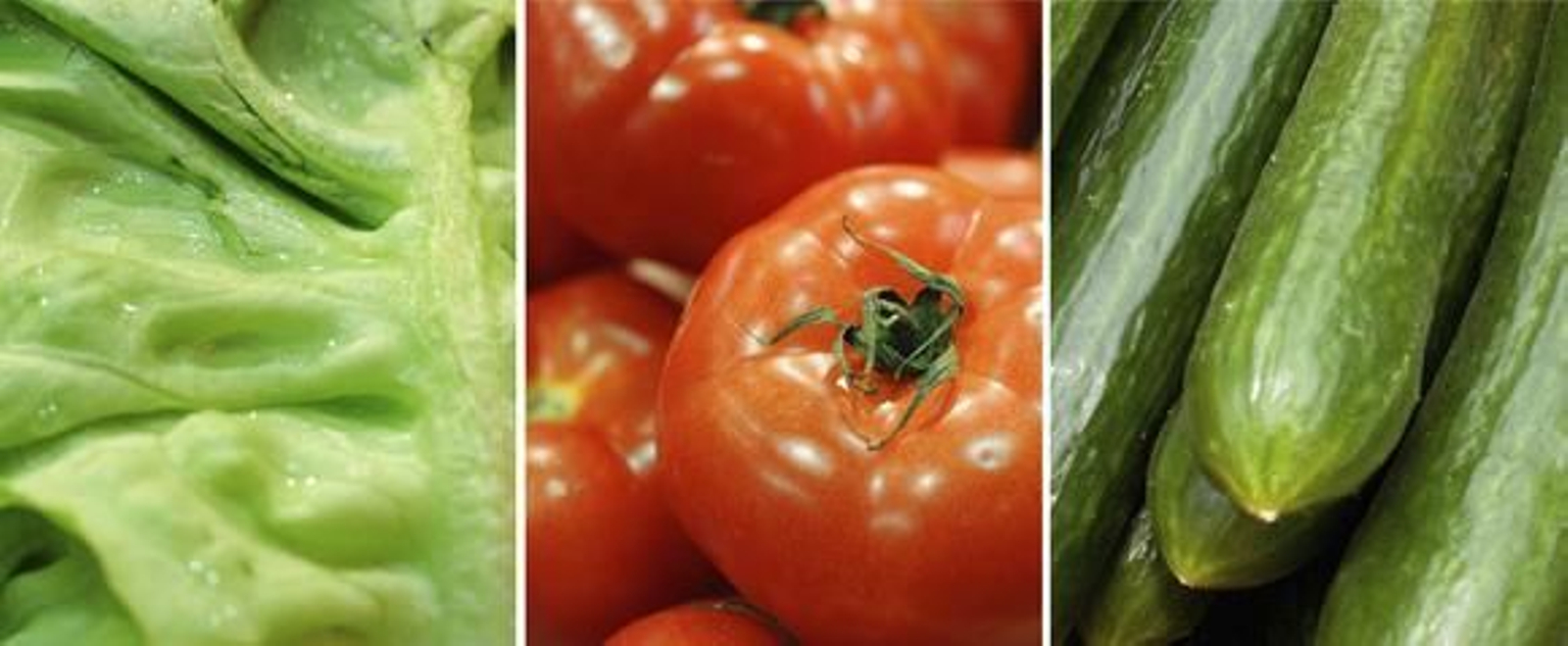 La infección de E.coli procede de brotes vegetales germinados en Alemania