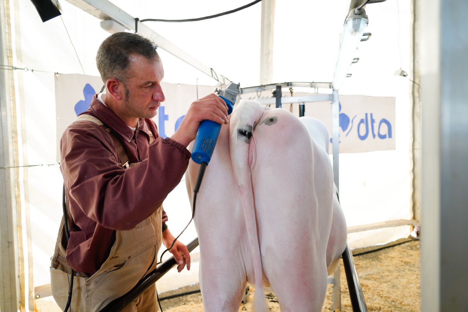 La Feria de Ganado Frisón Usías Holsteins de Dos Torres, en fotografías