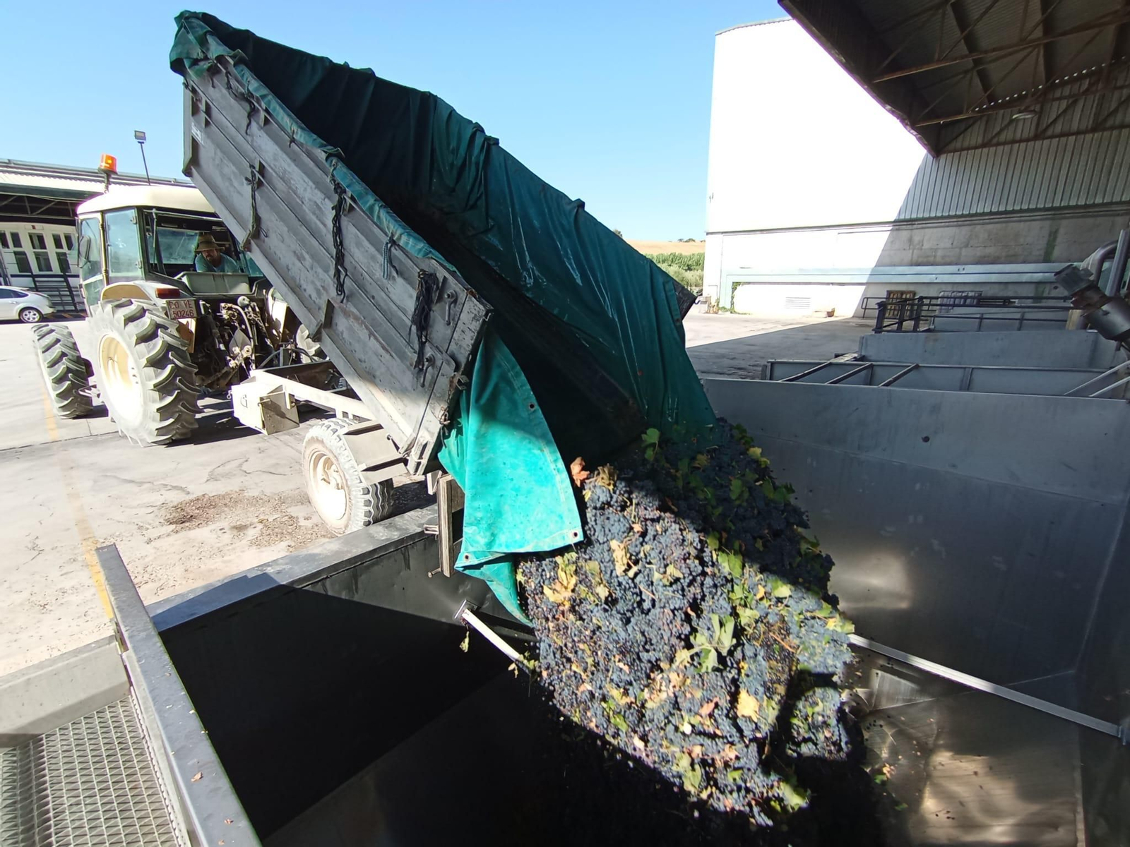 La vendimia de Montilla-Moriles