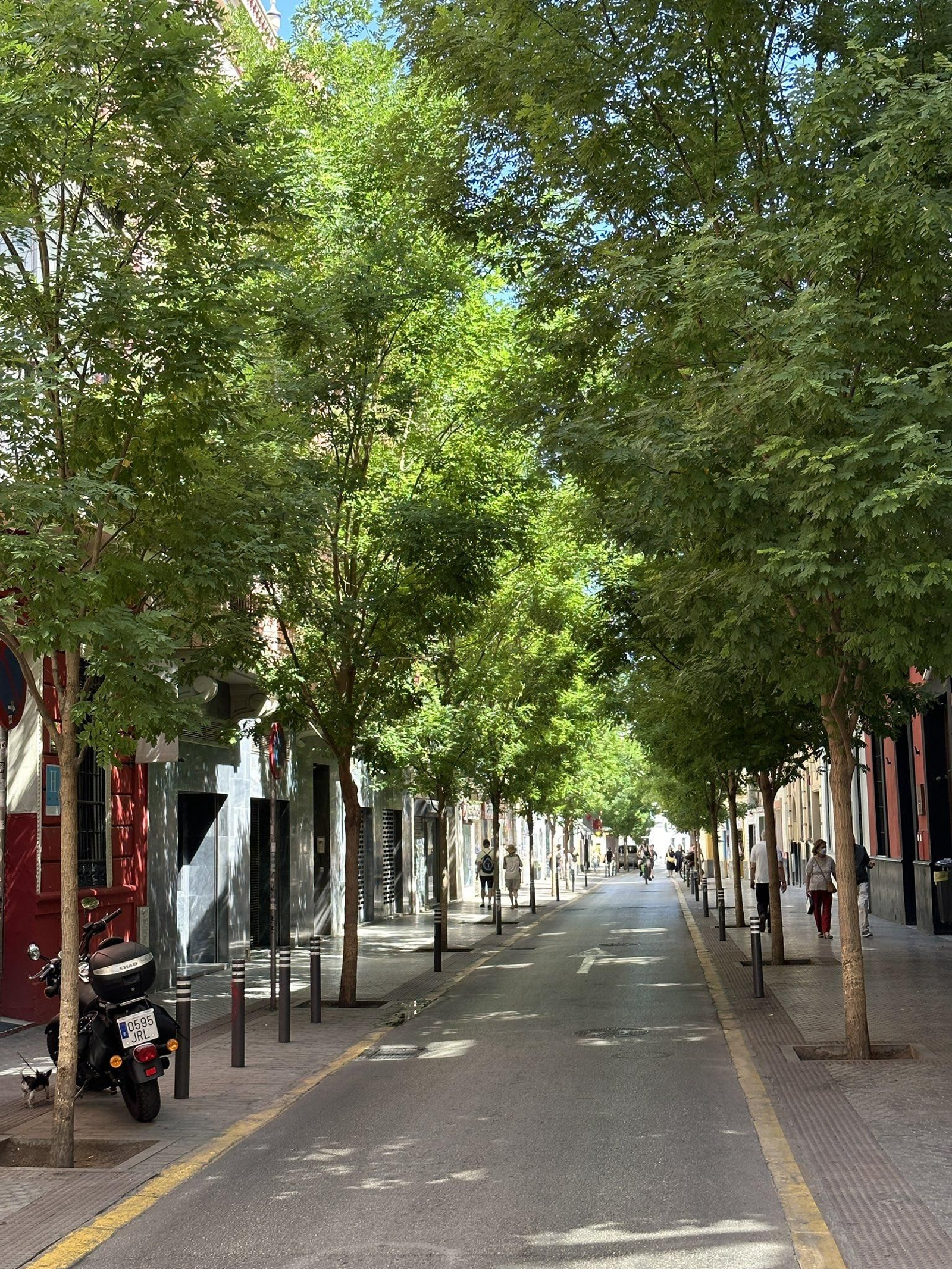Los árboles de sombra han convertido Amor de Dios en la mejor calle del centro para pasear.