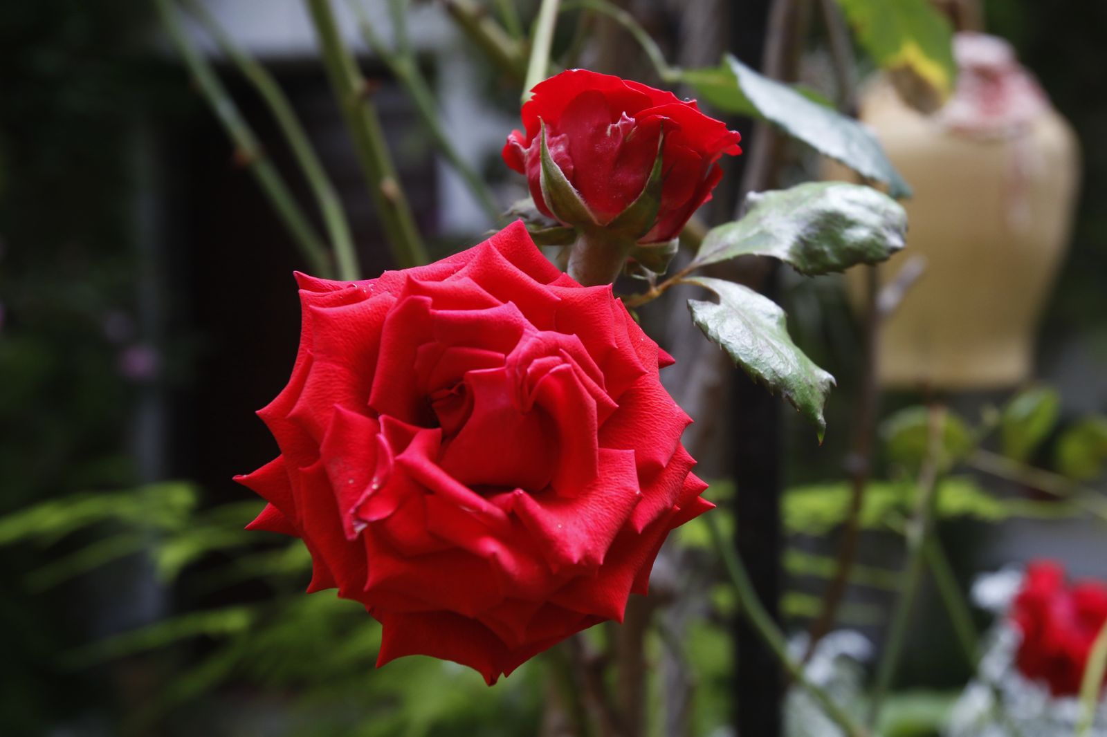 Los Patios de Córdoba en tiempos de crisis: Parras, 6