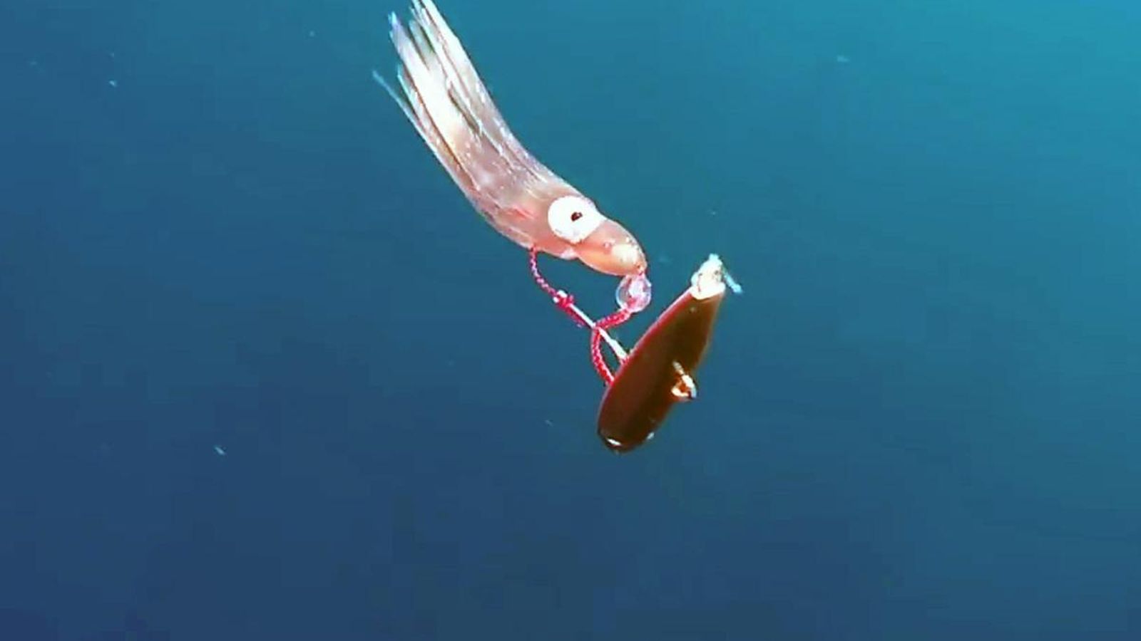 Su forma da al inchiku una natación horizontal vacilante con puntos de agua inestables que producen una oscilación izquierda-derecha sobre su eje