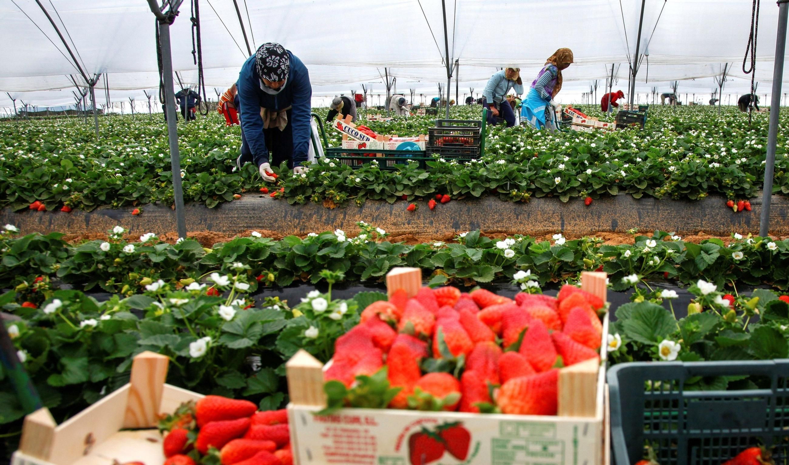 Temporeras en un campo de cultivo de fresas en la provincia de Huelva.