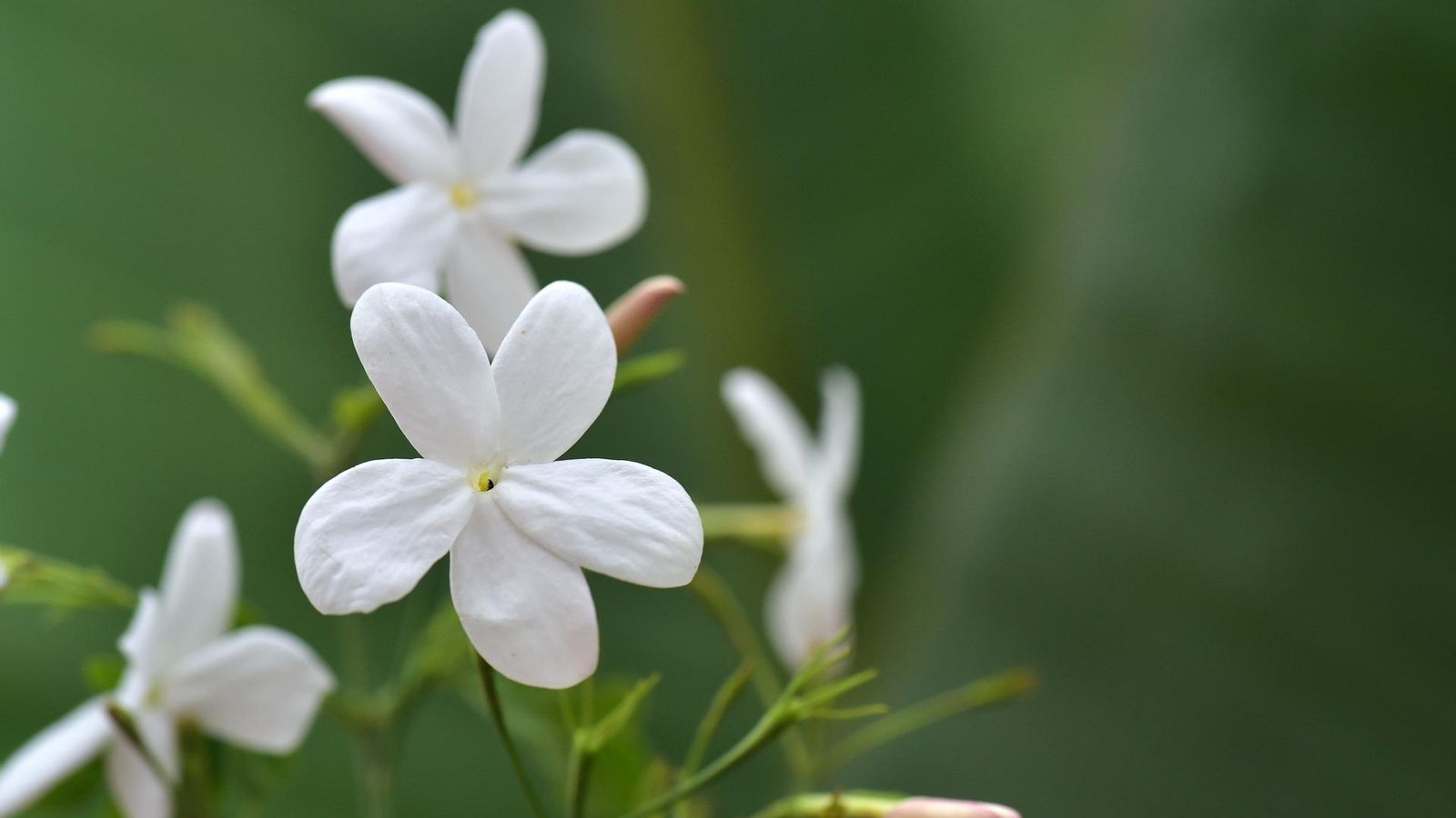 Flores de jazmín. Flores de jazmín.